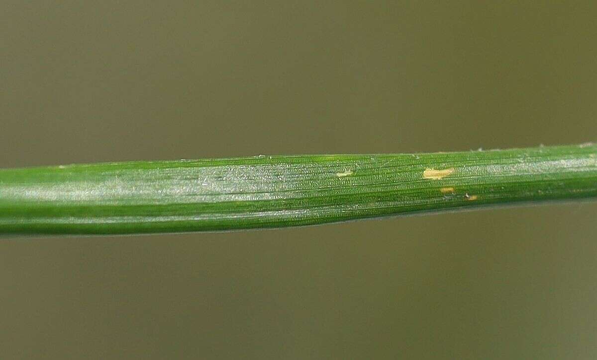 Image of Eleocharis palustris subsp. waltersii