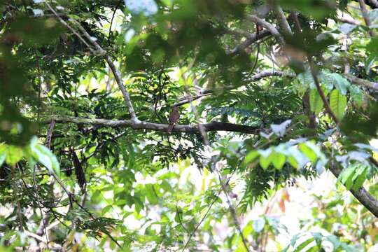 Image of Fraser's Rufous Thrush