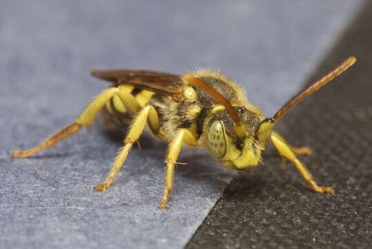 Nomada luteoloides Robertson 1895的圖片