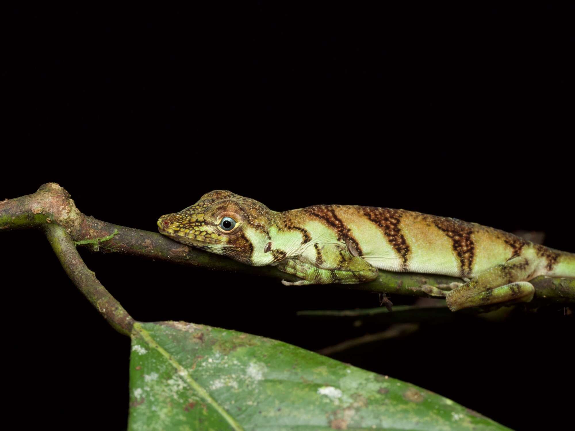 Image of Banded Tree Anole