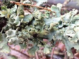 Image of Parmelinopsis afrorevoluta (Krog & Swinscow) Elix & Hale