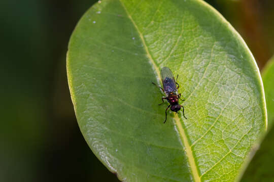 Image of Nothomyia calopus Loew 1869