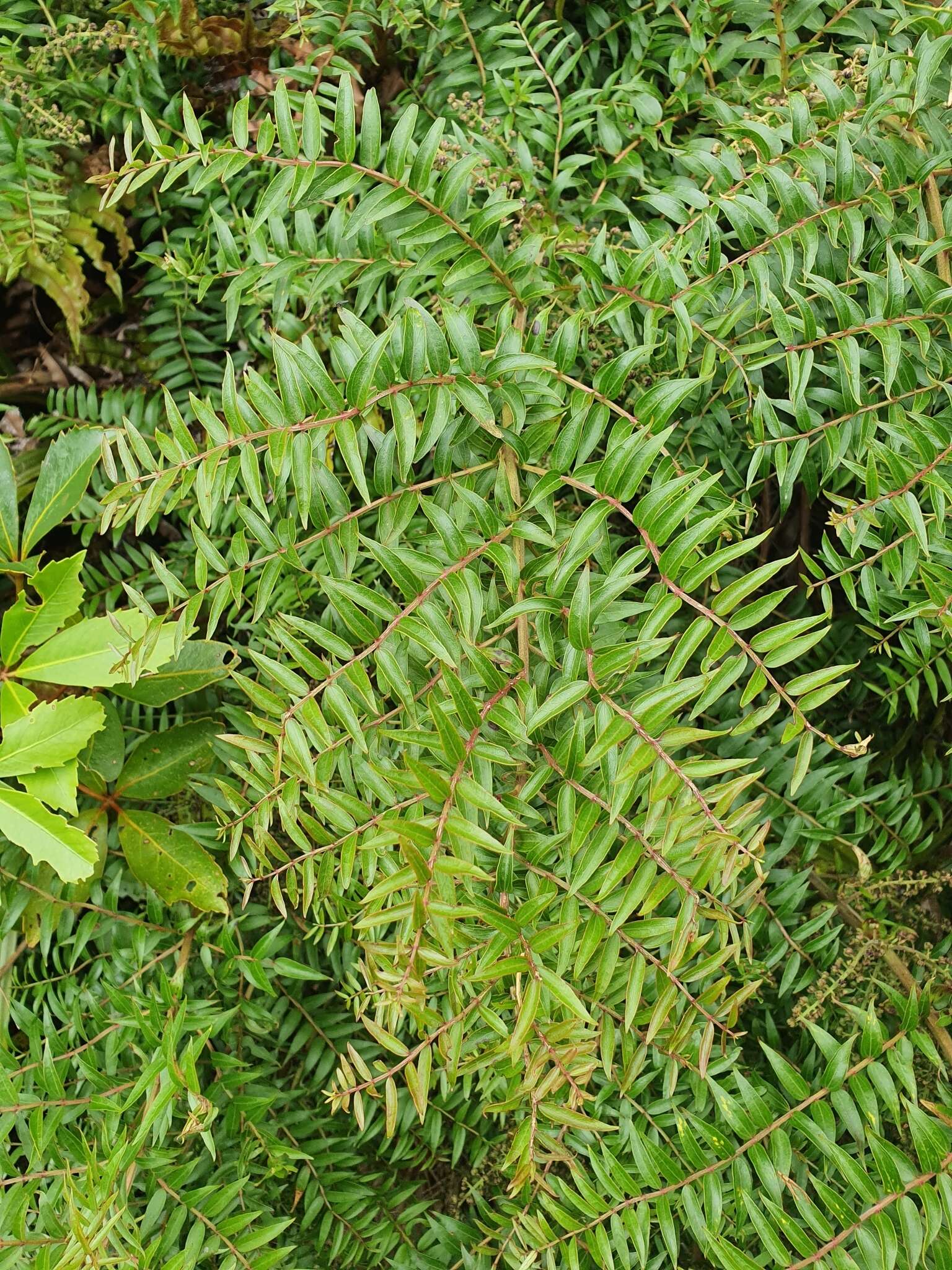 Image of Coriaria pteridoides W. R. B. Oliv.