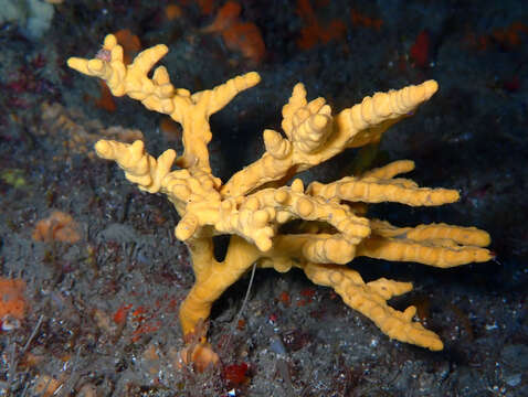 Image of Mediterranean mermaid's glove