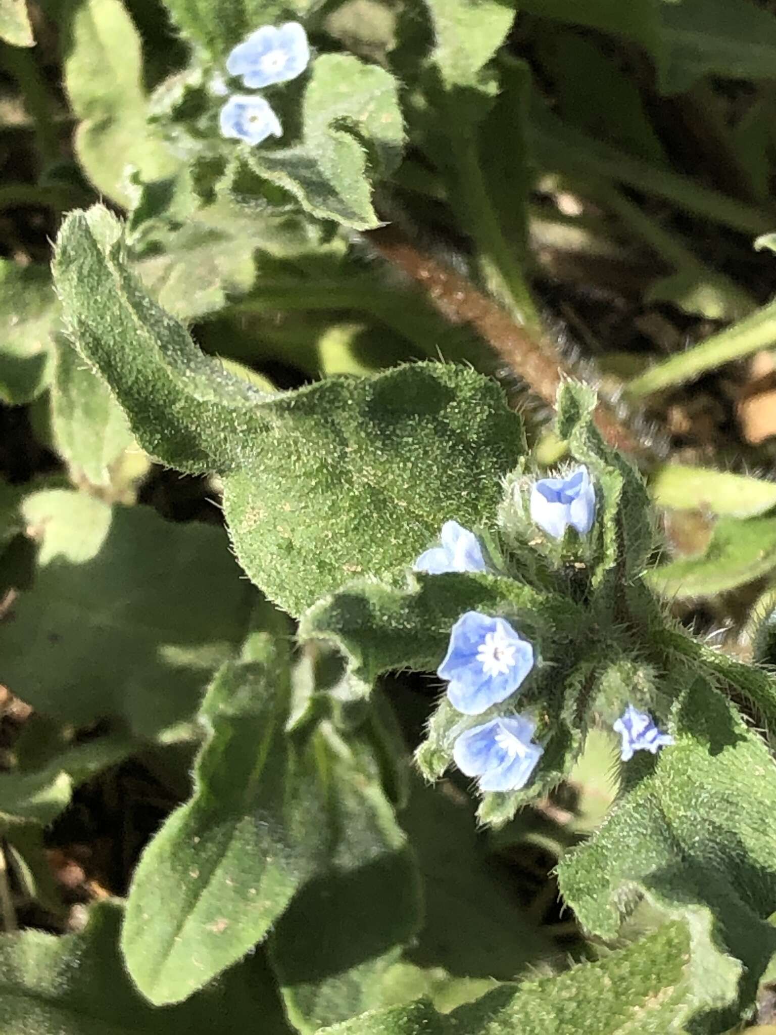 Image of Bothriospermum chinense Bunge