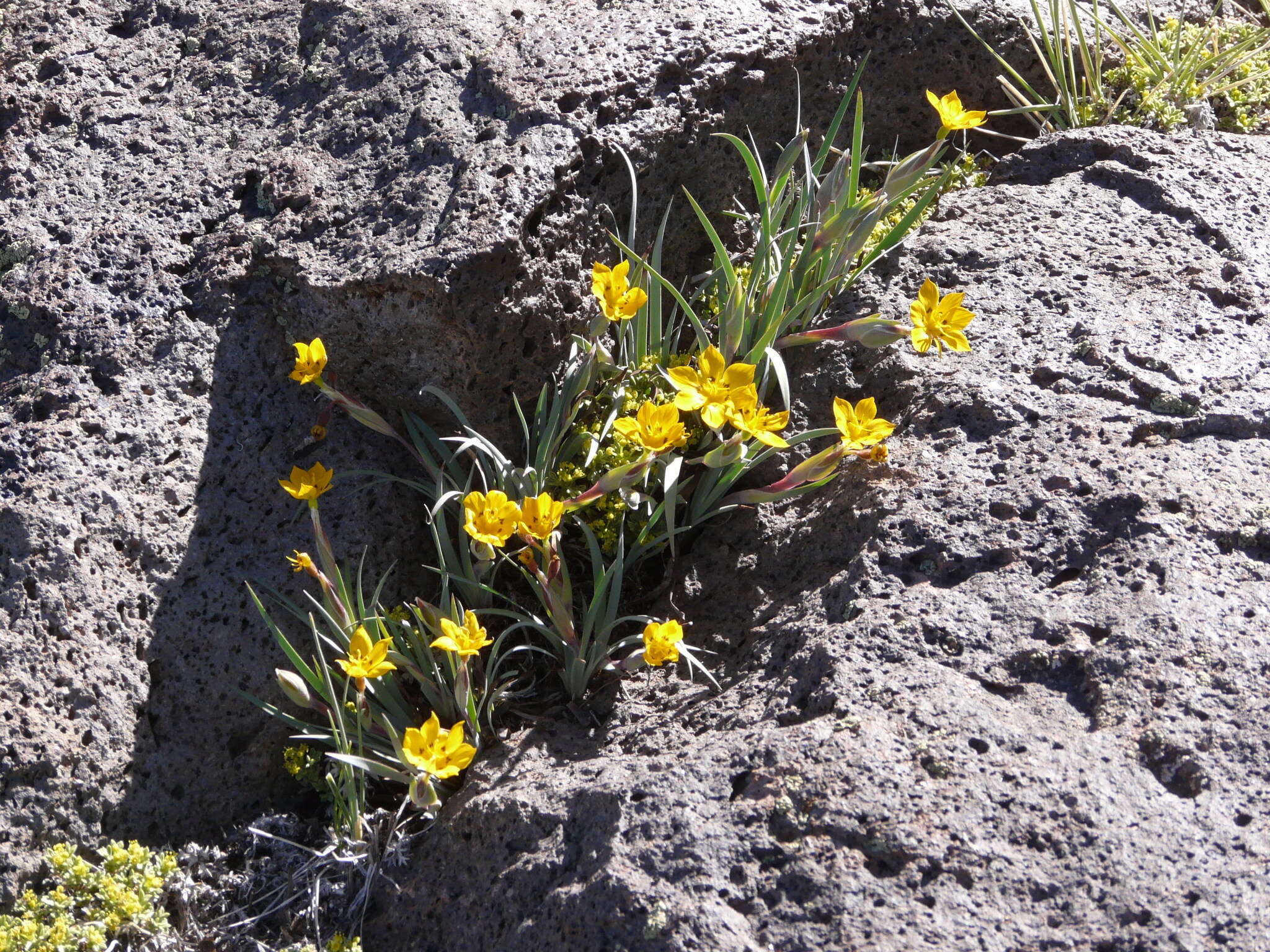 Image of Sisyrinchium laetum (Ravenna) J. M. Watson & A. R. Flores