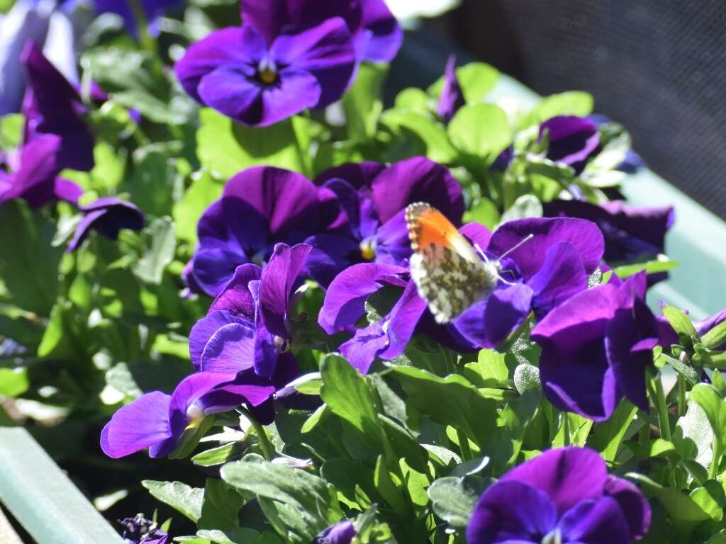 Image of orange tip