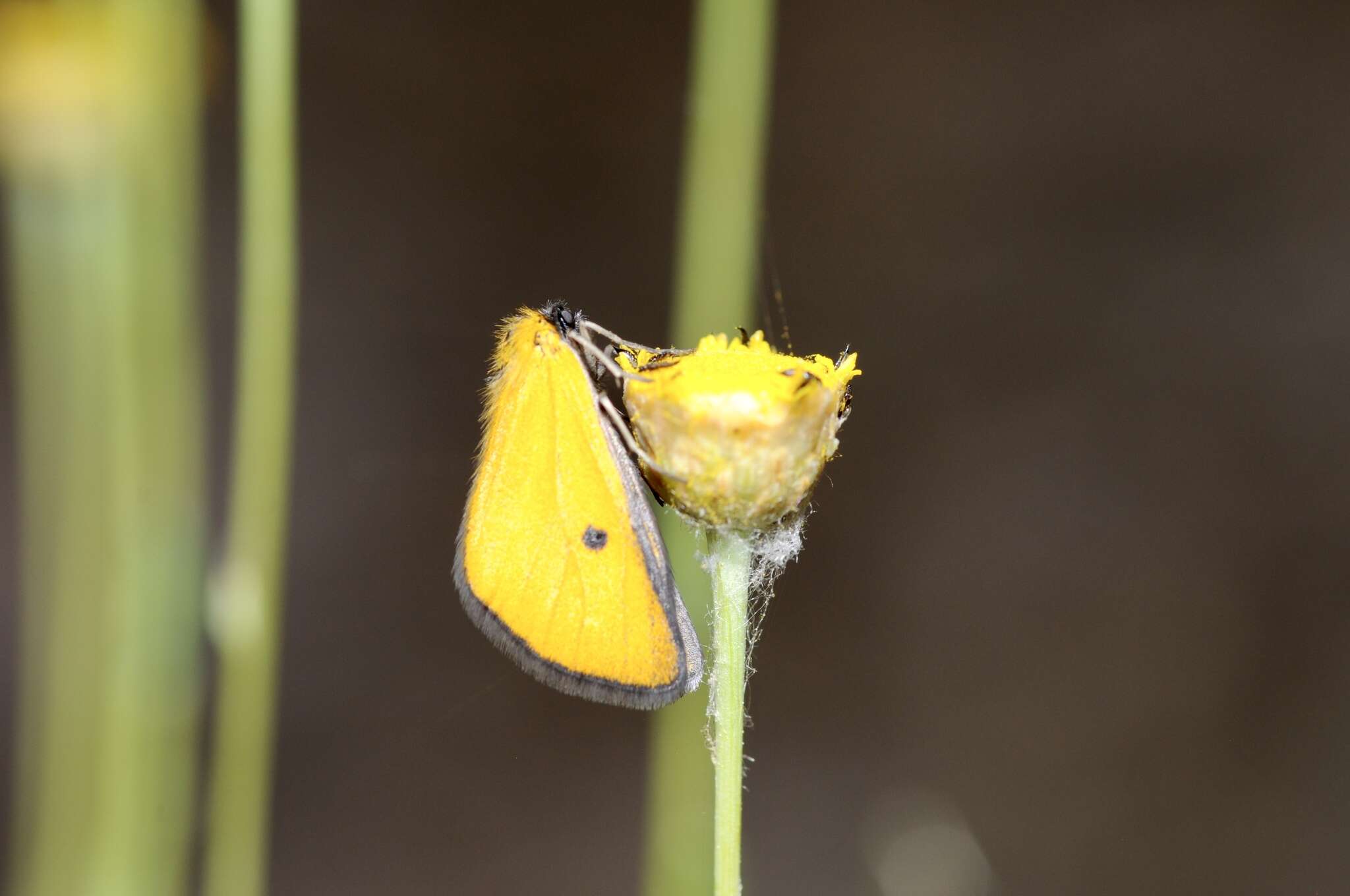 Image of Heliothea discoidaria Boisduval 1840