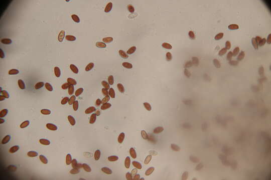 Imagem de Psathyrella mucrocystis A. H. Sm. 1972