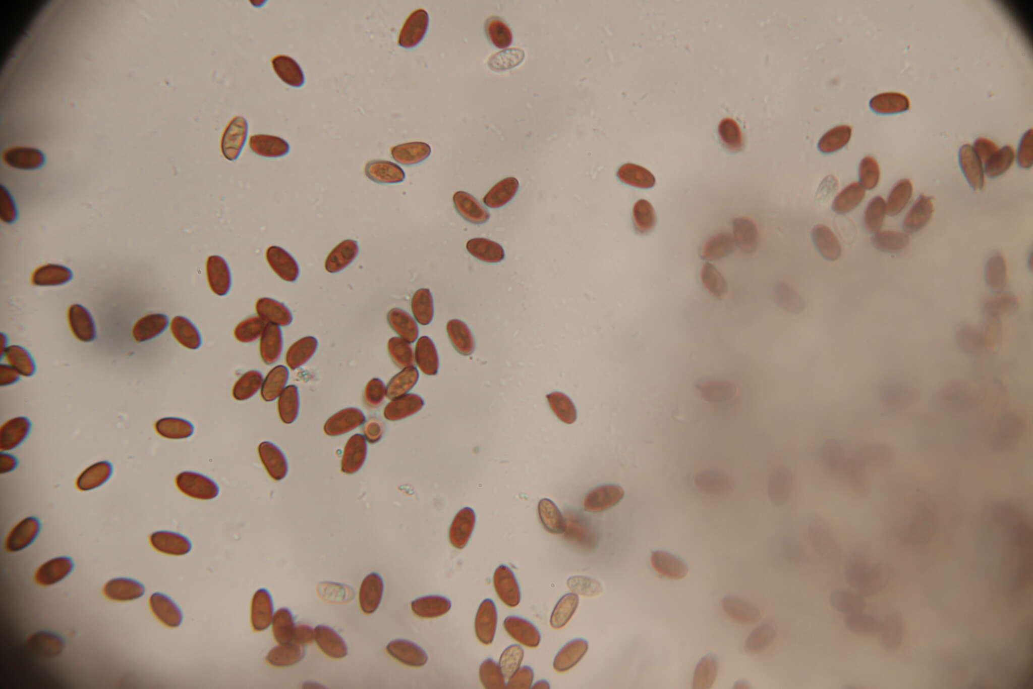 Image de Psathyrella mucrocystis A. H. Sm. 1972
