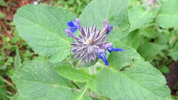Image of Salvia clinopodioides Kunth
