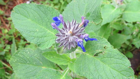 Salvia clinopodioides Kunth resmi