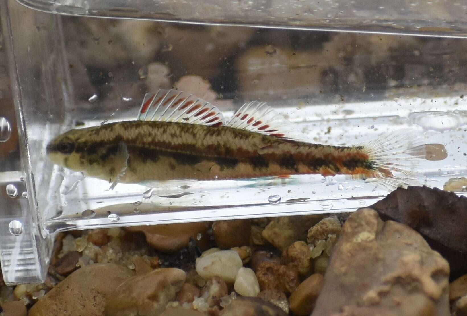 Image of Firebelly darter