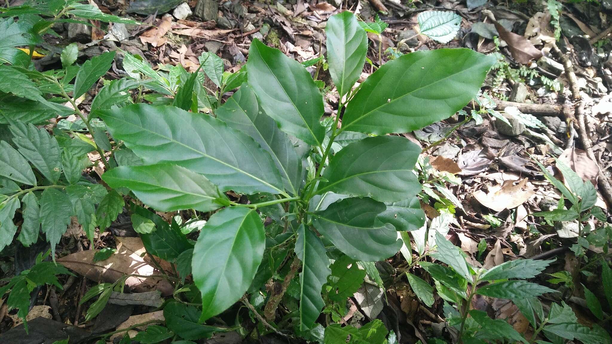 Image of Casearia membranacea Hance