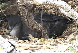 Image of Wedge-tailed Shearwater