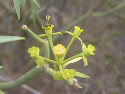 Image of Euphorbia lamarckii Sweet