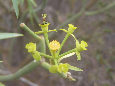 Слика од Euphorbia lamarckii Sweet