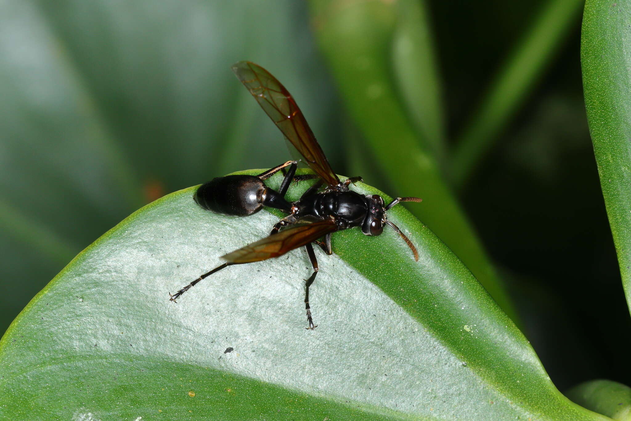 Agelaia angulata (Fabricius 1804)的圖片