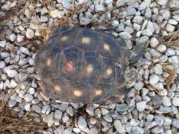 Image of Berlandier's Tortoise