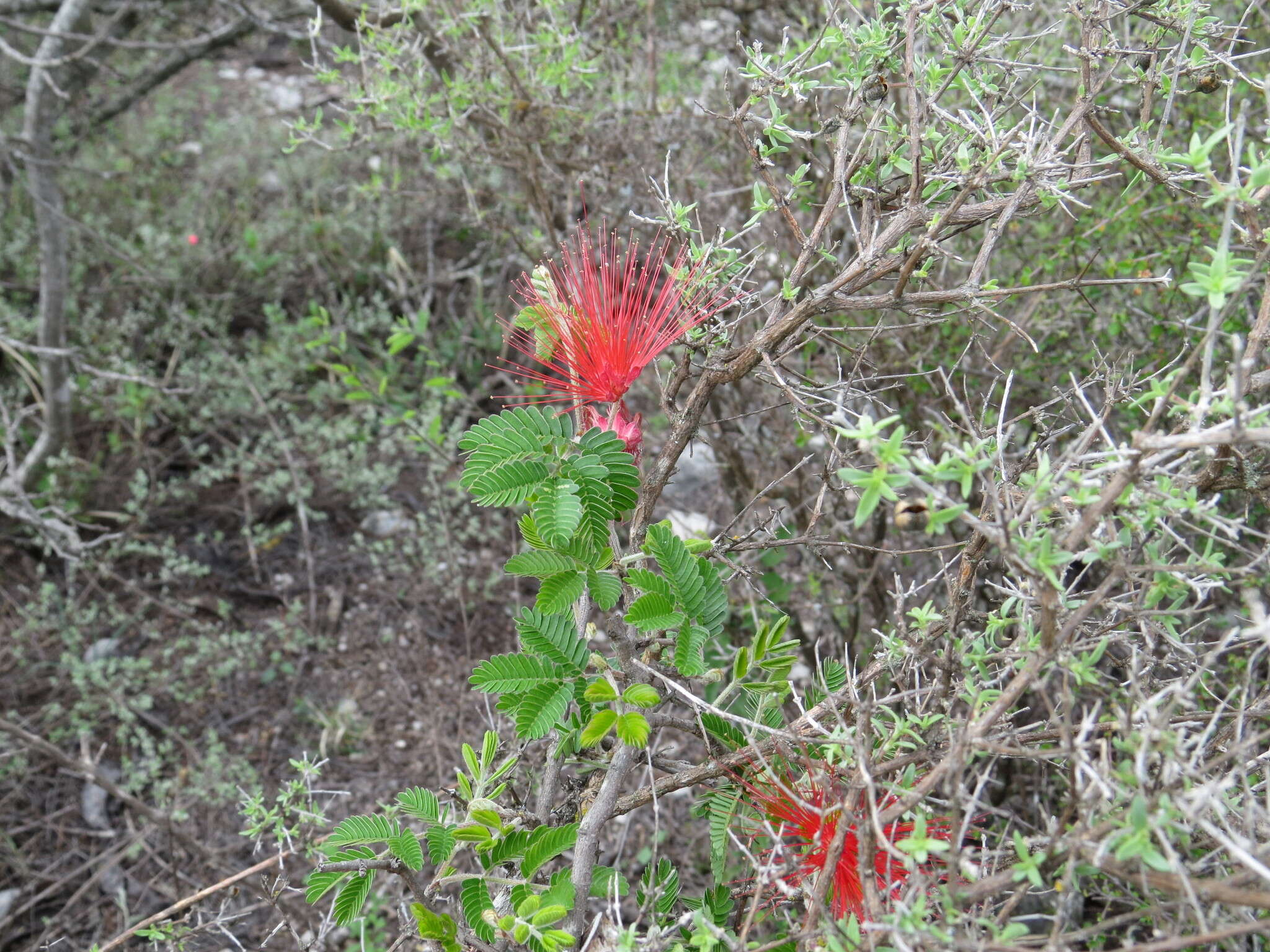 Imagem de Calliandra hirsuta (G. Don) Benth.