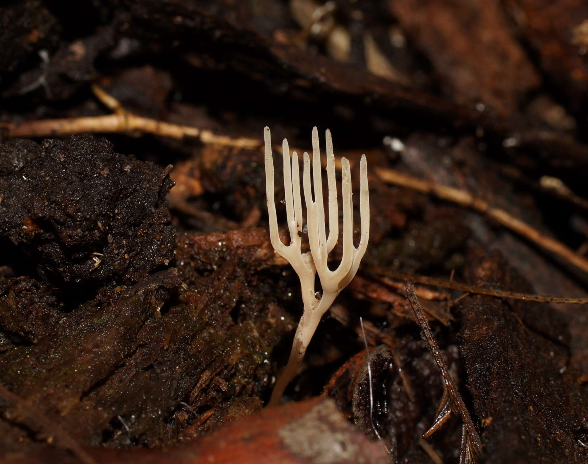 Image of Ramariopsis bicolor R. H. Petersen 1988