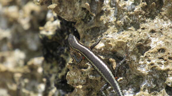 Image of East-African Snake-eyed Skink