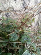 Image of Pelargonium alchemilloides (L.) L'Her. ex Soland.