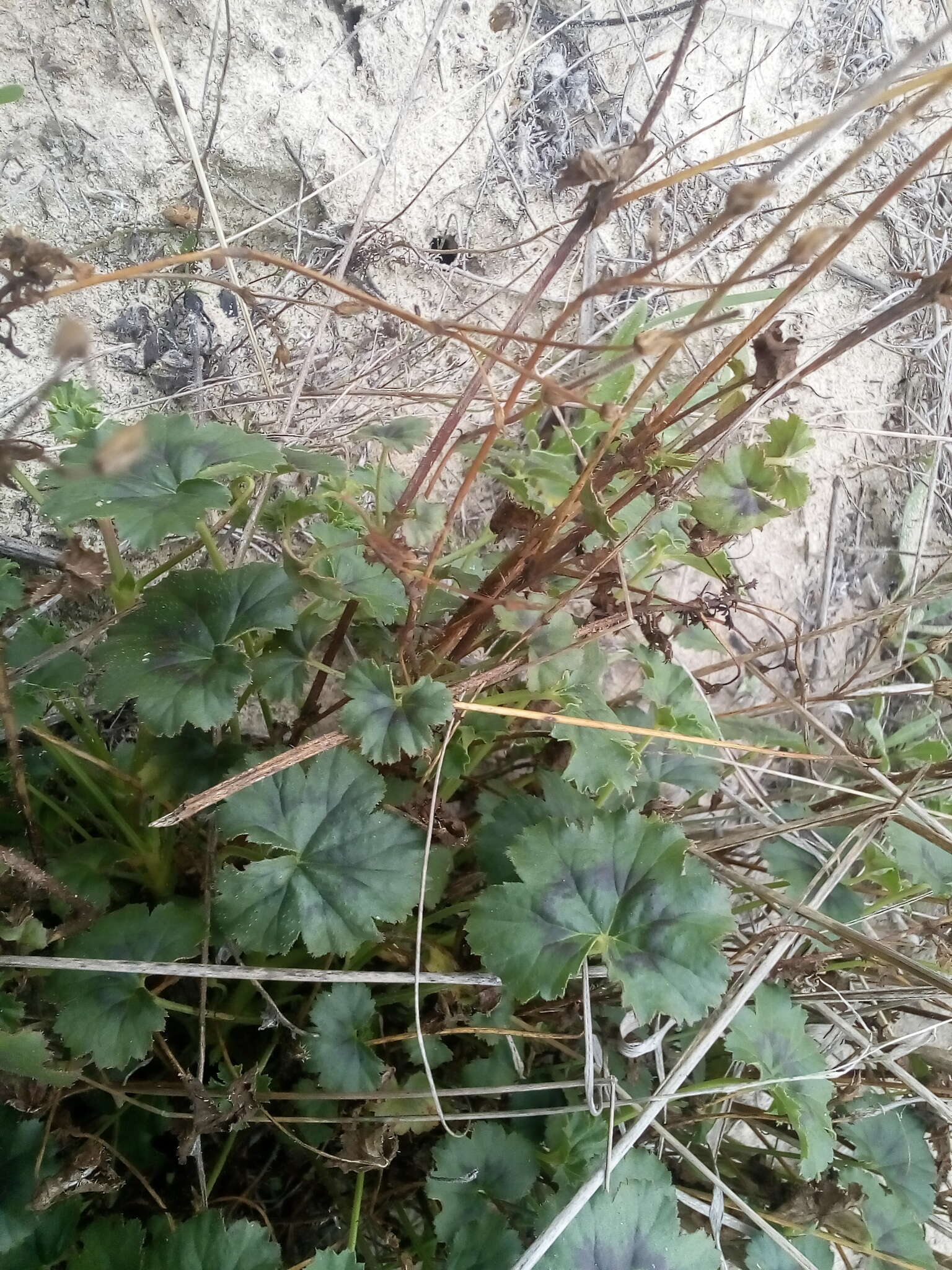 Image of Pelargonium alchemilloides (L.) L'Her. ex Soland.