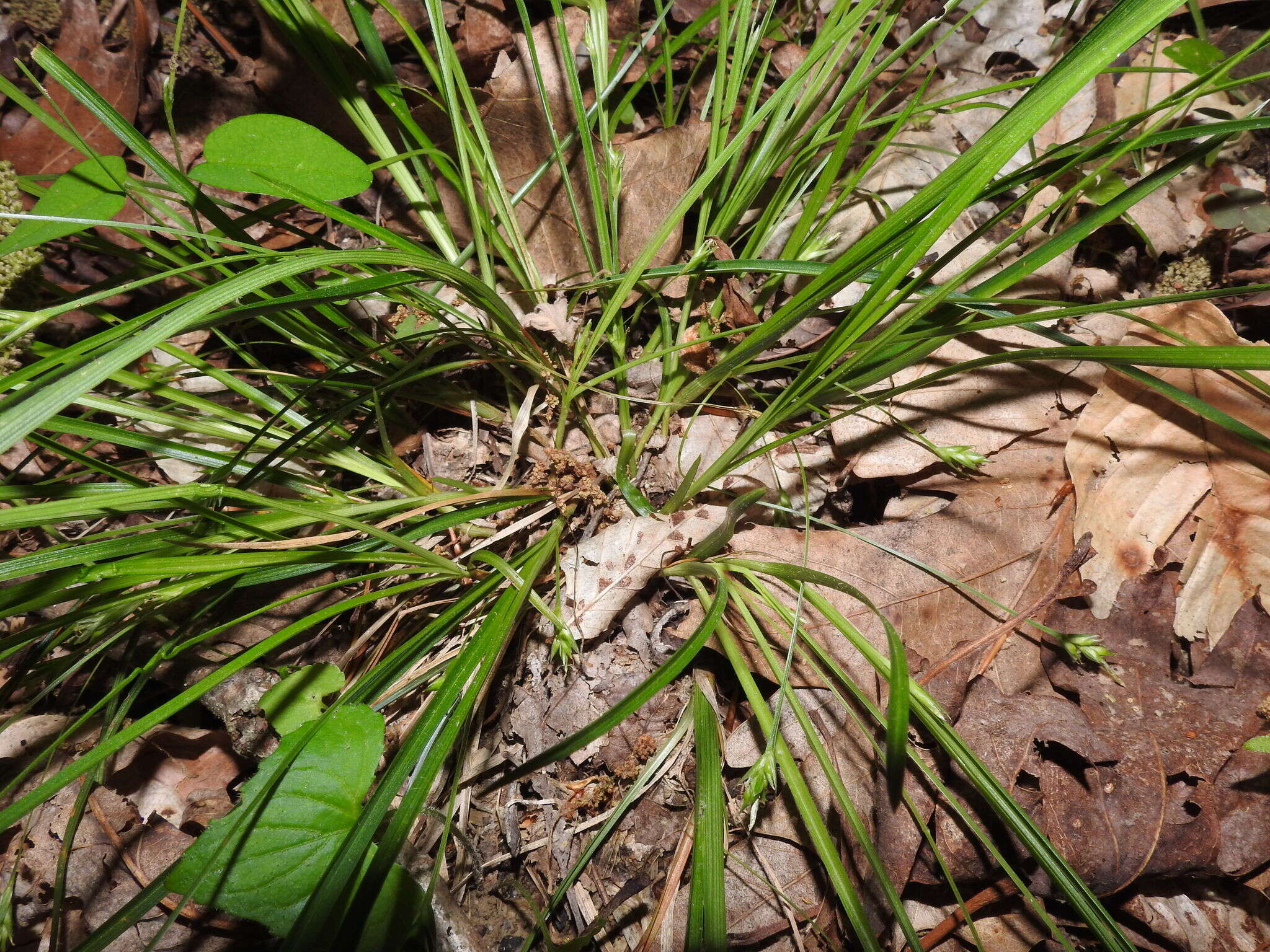 Image of Willdenow's sedge