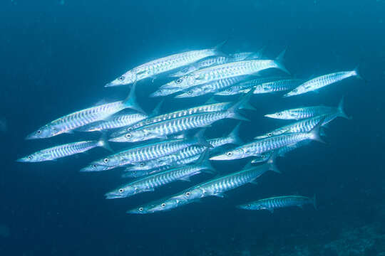 Image of Blackfin barracuda