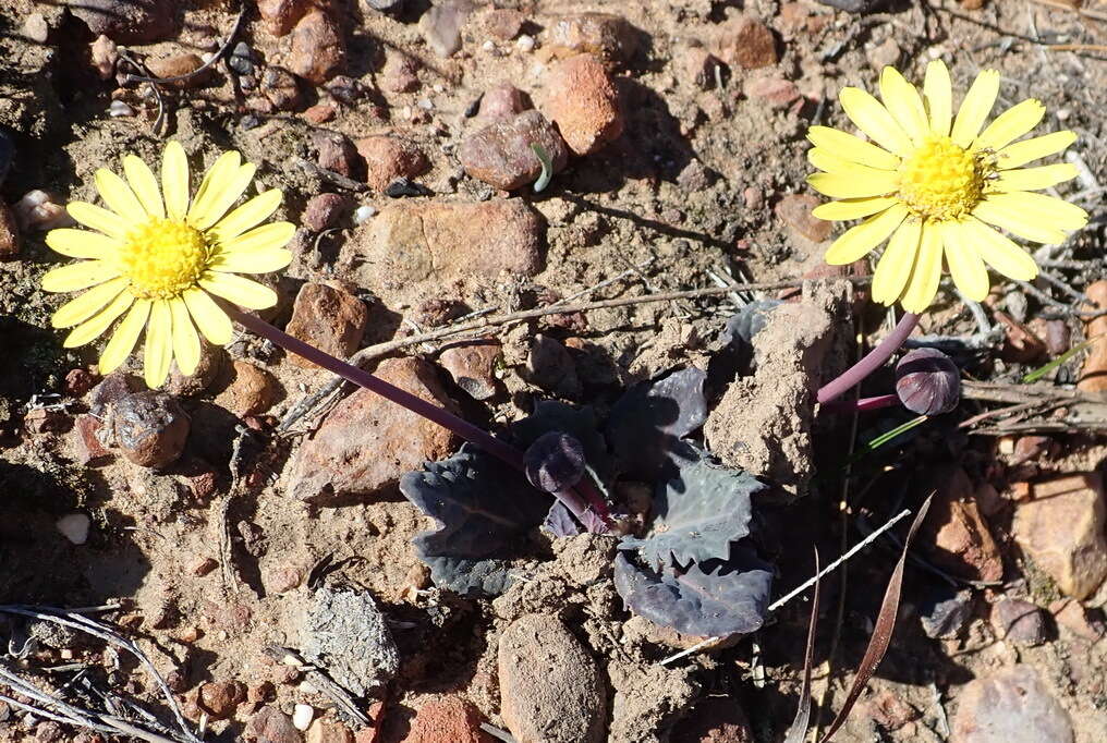 Image de Othonna oleracea Compton