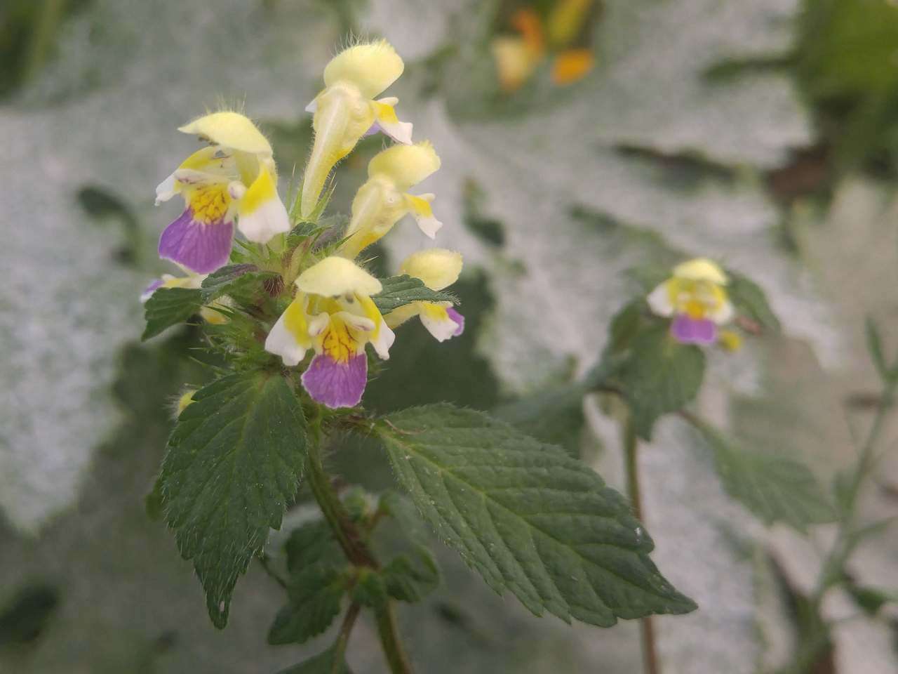 Image of Edmonton hempnettle