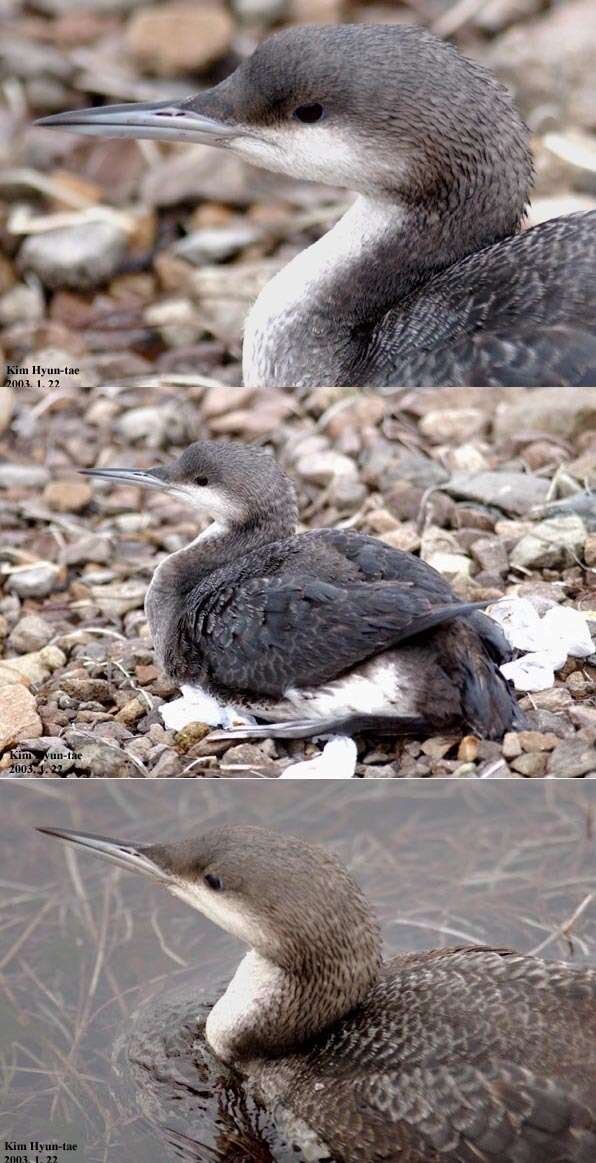 Image of Arctic Loon