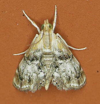 Image of Dicymolomia grisea Munroe 1964