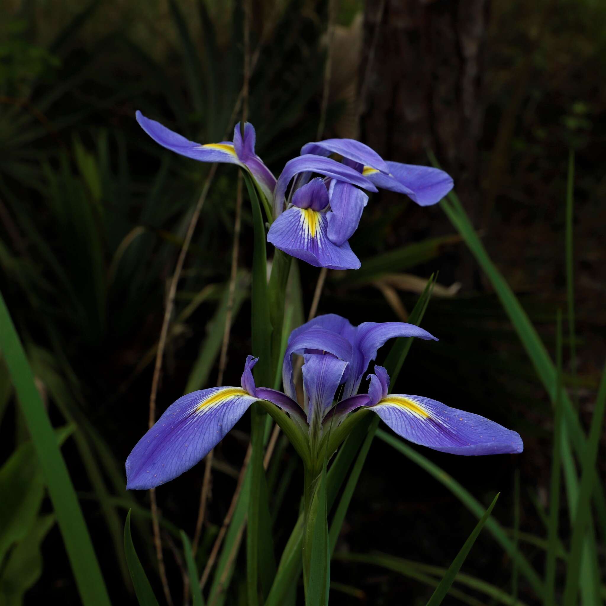 Image of giant blue iris