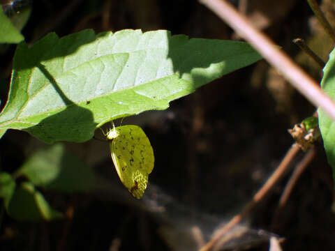 Image of <i>Eurema blanda arsakia</i>