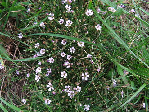 Image of Microbotryum dianthorum (Liro) H. Scholz & I. Scholz 1988