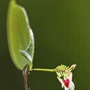 Image de Lepanthes turialvae Rchb. fil.