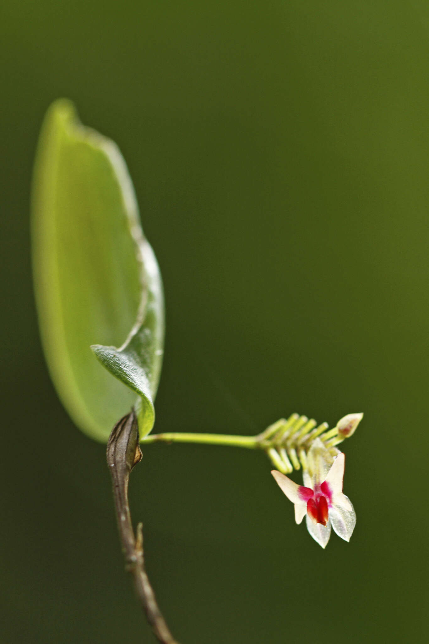 Image of Lepanthes turialvae Rchb. fil.