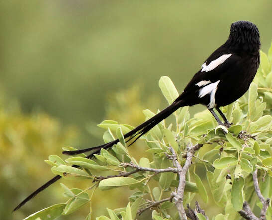 Lanius melanoleucus resmi