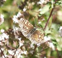 Image of Melitaea didyma meridionalis Staudinger 1870