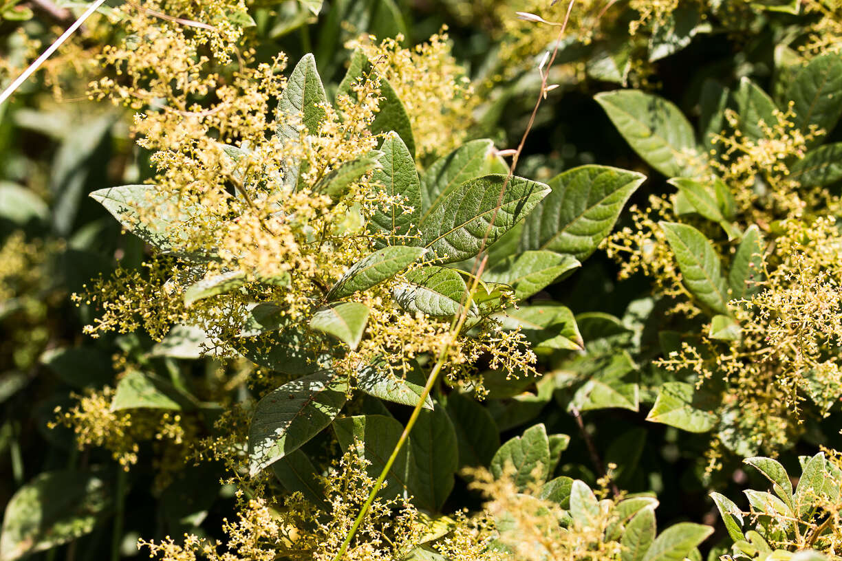 Image de Searsia pyroides var. integrifolia (Engl.) Moffett