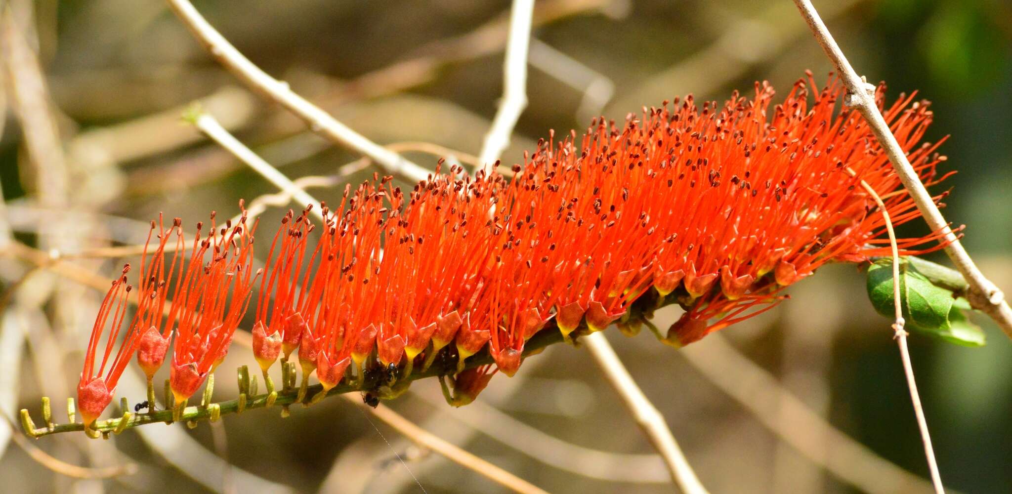 Combretum fruticosum (Loefl.) Stuntz resmi