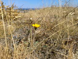 Sivun Taraxacum serotinum (Waldst. & Kit.) Poir. kuva