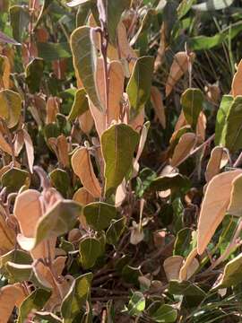 Imagem de Lasiopetalum ferrugineum var. ferrugineum