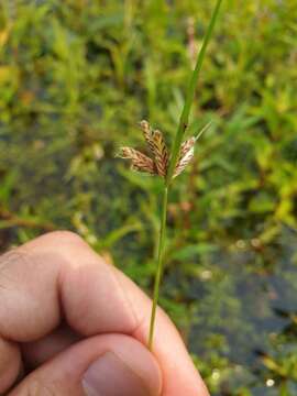 Imagem de Cyperus diandrus Torr.