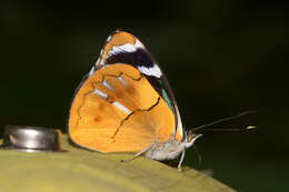 Image de Perisama tristrigosa