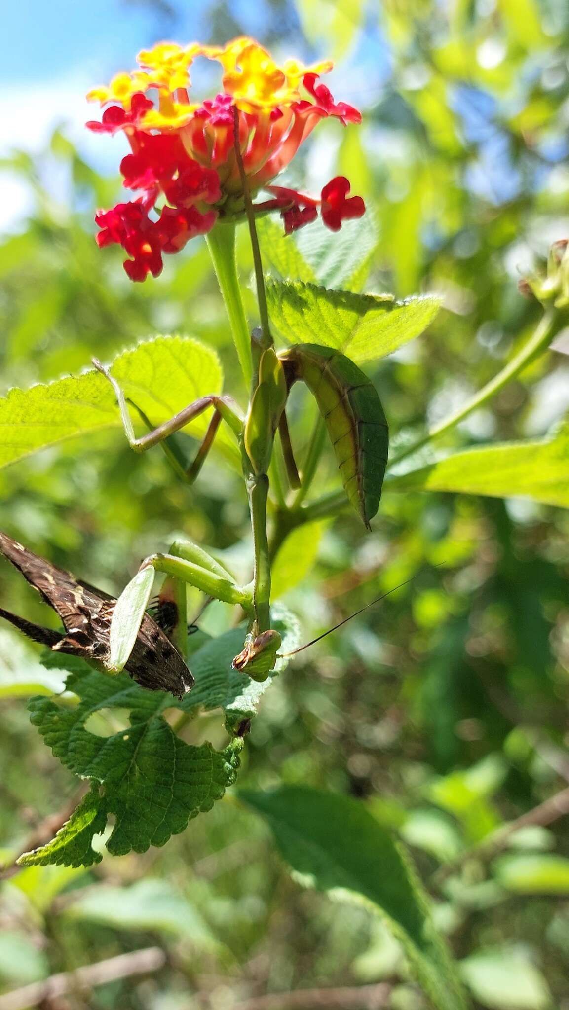 Image of Stagmatoptera diana Rodrigues & M 2016