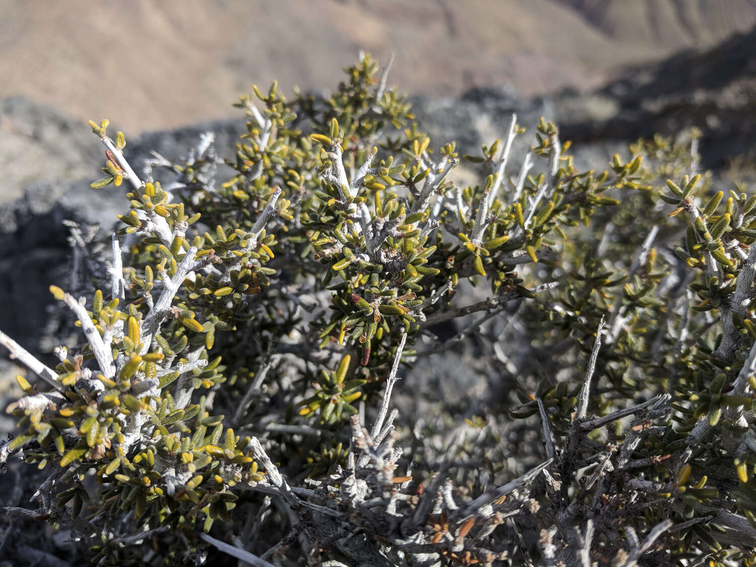 Imagem de Cercocarpus intricatus S. Wats.