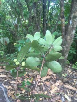 Pittosporum umbellatum Banks & Sol. ex Gaertn. resmi